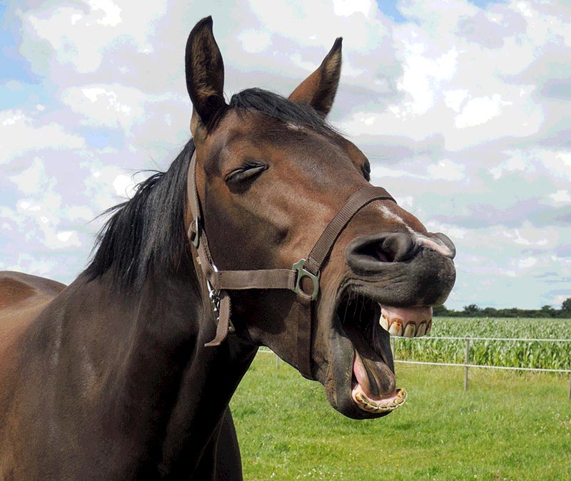 SandstrandSEO lachend auf der Weide